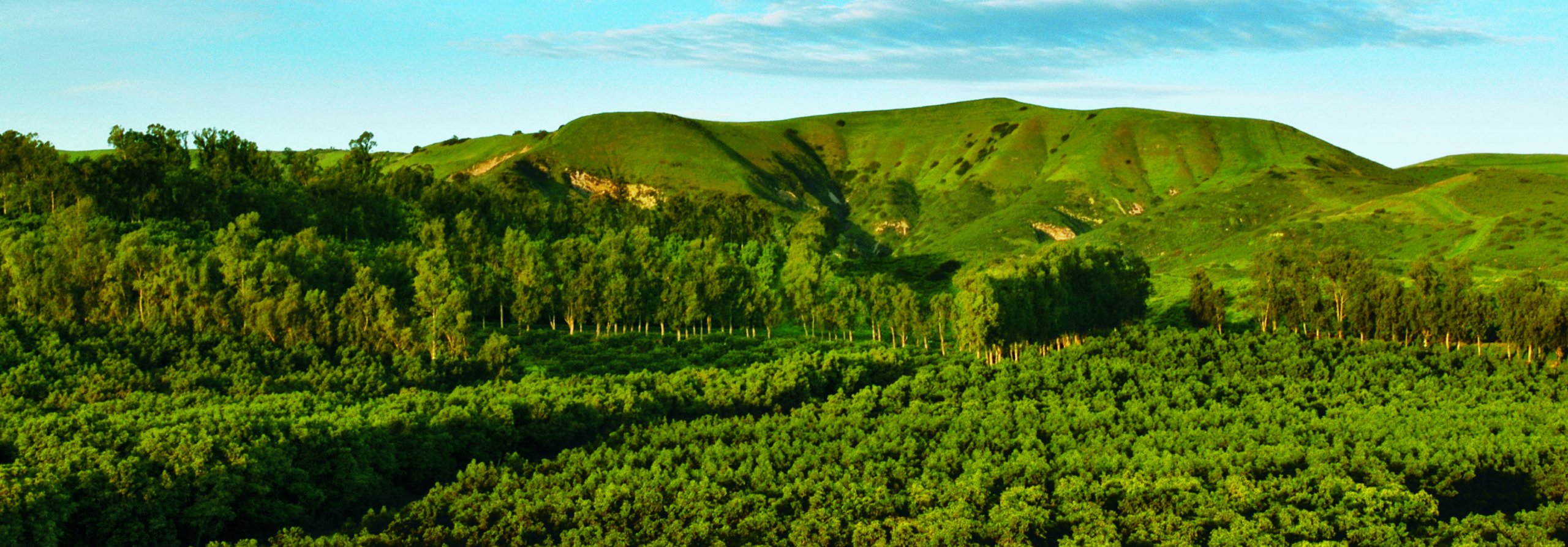 Avocado Orchards